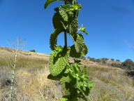 Mentha suaveolens
