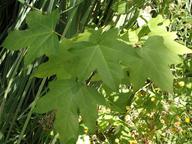 Liquidambar styraciflua