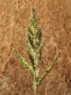 Echinochloa colona