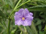 Solanum aviculare