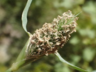 Crypsis schoenoides