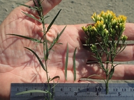 Euthamia occidentalis