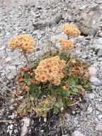Eriogonum ursinum