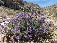 Salvia dorrii var. dorrii