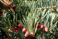 Abies concolor