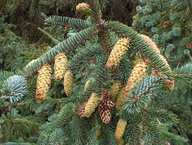 Picea sitchensis