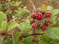 Rubus armeniacus