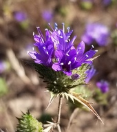 Navarretia heterodoxa