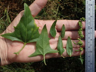Atriplex prostrata
