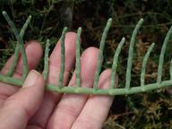 Salicornia pacifica