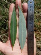 Salix babylonica