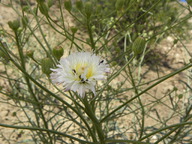 Malacothrix saxatilis var. commutata