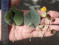 Abutilon palmeri