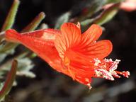 Epilobium canum