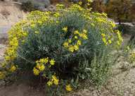 Senecio flaccidus var. douglasii