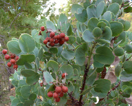 Arctostaphylos viscida ssp. viscida
