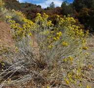 Chrysothamnus nauseosus ssp. mohavensis