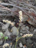 Persicaria punctata