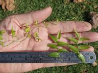 Asparagus asparagoides