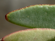 Carpobrotus chilensis