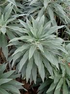 Echium candicans