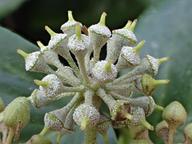 Hedera canariensis