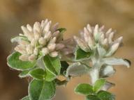 Plecostachys serpyllifolia