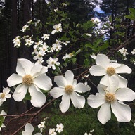 Cornus nuttallii