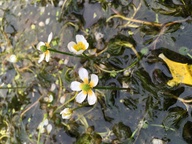 Ranunculus aquatilis