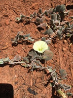 Calystegia malacophylla ssp. pedicillata