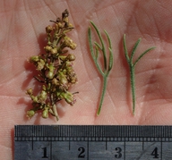 Artemisia californica