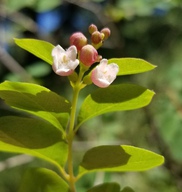 Symphoricarpos albus