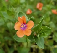 Lysimachia arvensis