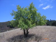 Prunus dulcis