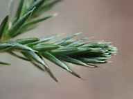 Selaginella bigelovii