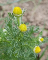 Matricaria discoidea