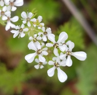 Scandix pecten-veneris