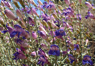 Penstemon incertus