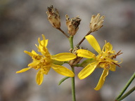 Gutierrezia californica