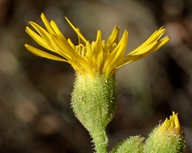 Heterotheca sessiliflora ssp. echioides