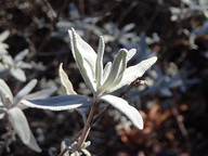 Salvia leucophylla