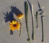 Gazania longiscapa