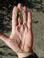 Poa secunda ssp. secunda