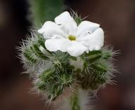 Cryptantha intermedia