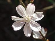 Stephanomeria virgata ssp. virgata