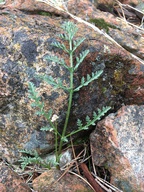 Lomatium engelmannii
