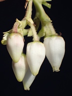 Arctostaphylos glauca