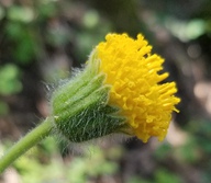 Arnica discoidea