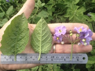 Solanum wallacei