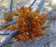Arceuthobium campylopodum